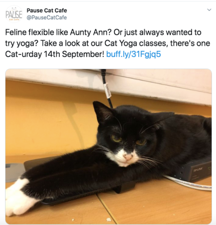A tweet I posted about an upcoming cat yoga event